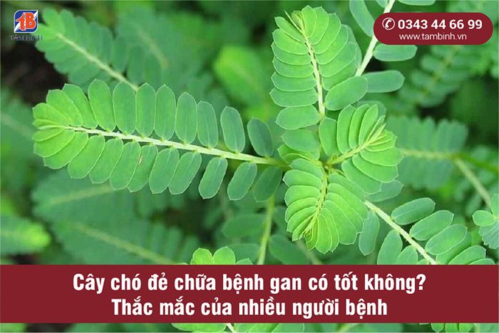 Tìm hiểu thông tin về cây chó đẻ - loài cây nổi tiếng với giá trị dược liệu