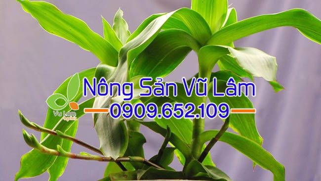 Cây lược vàng trị bệnh gì? Tìm hiểu thông tin chi tiết về cây lược vàng