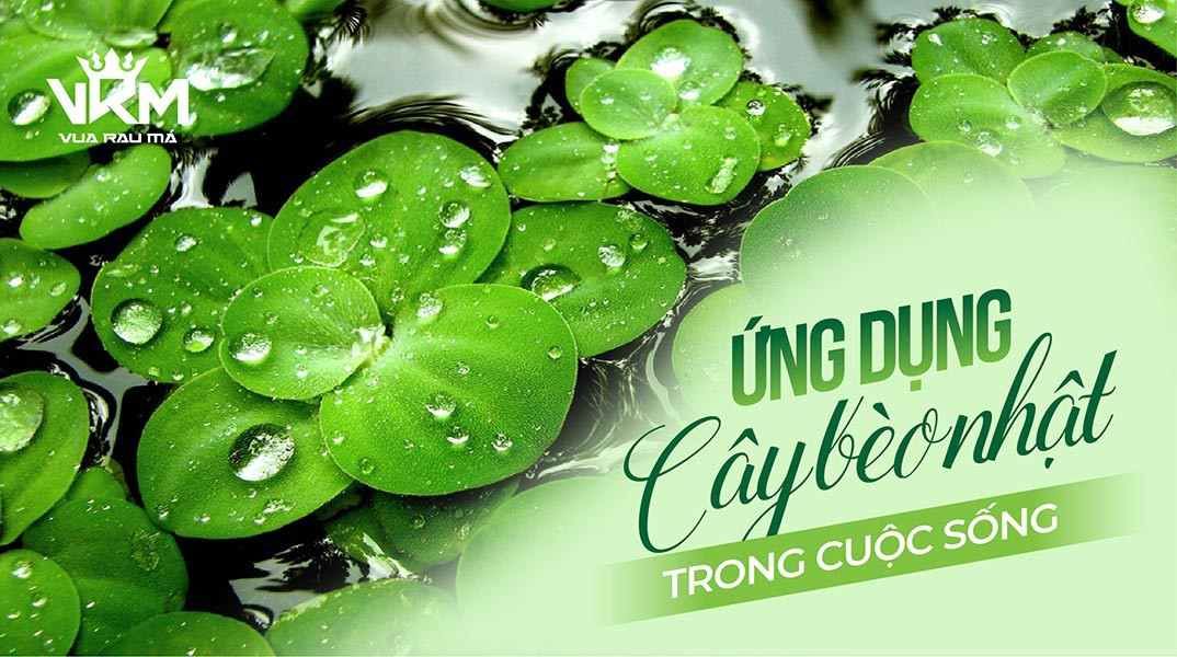 Tất tần tật thông tin về cây lưỡi beo - Cây cảnh đẹp và dễ trồng