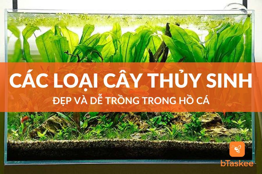 Cây thủy sinh hồ cá - Điều cần biết và cách chăm sóc