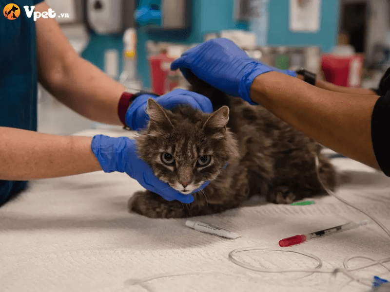 Phương pháp điều trị cho mèo bị chai gan và xơ gan