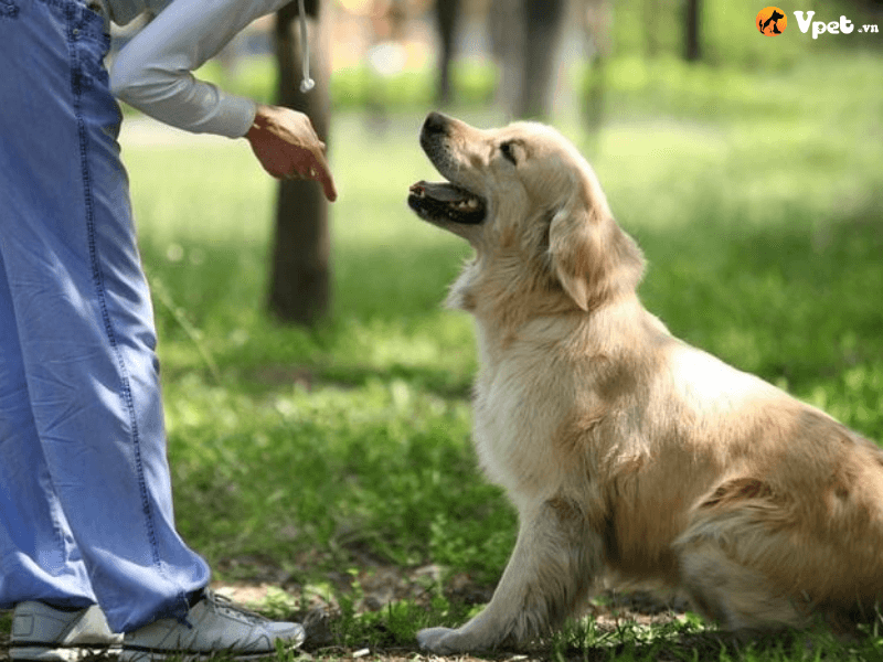 Cách chấm dứt tình trạng chó thường xuyên cắn tay chủ