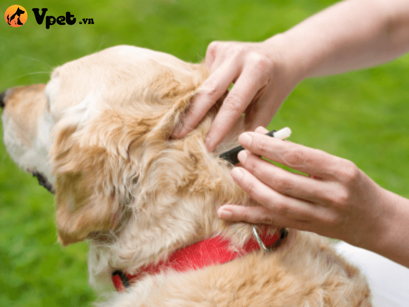 Chăm sóc chú chó nếu bị Allergic Dermatitis