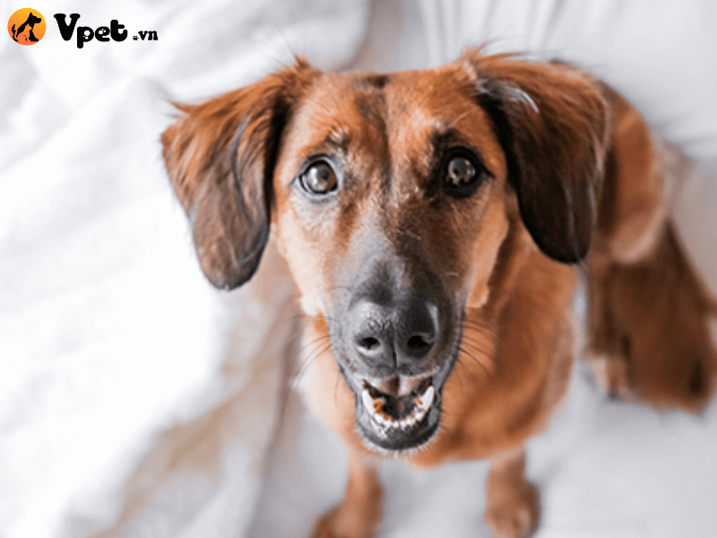 Cách phát hiện bệnh răng miệng ở chó
