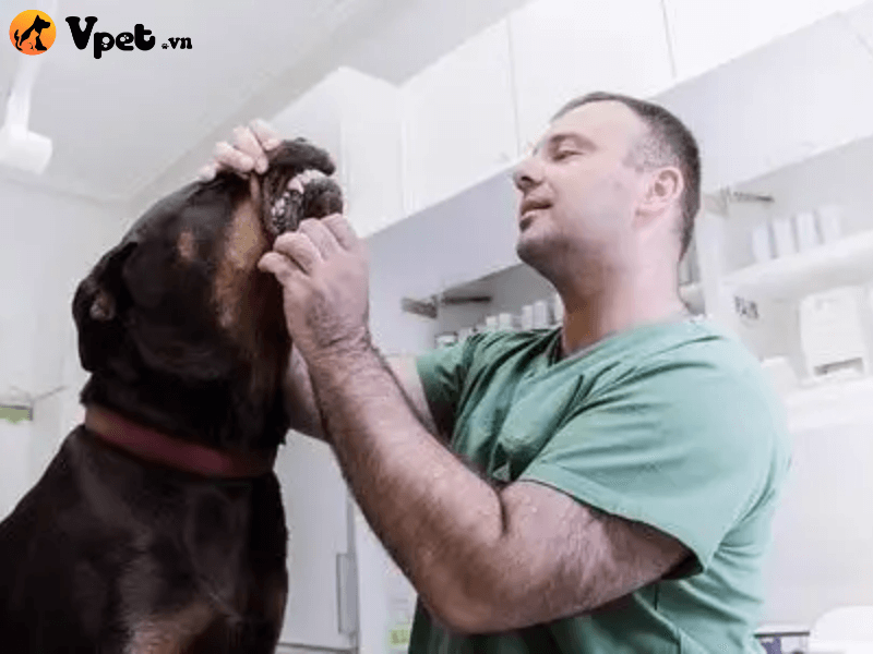 Biện pháp phòng bệnh khi chó bị sâu răng