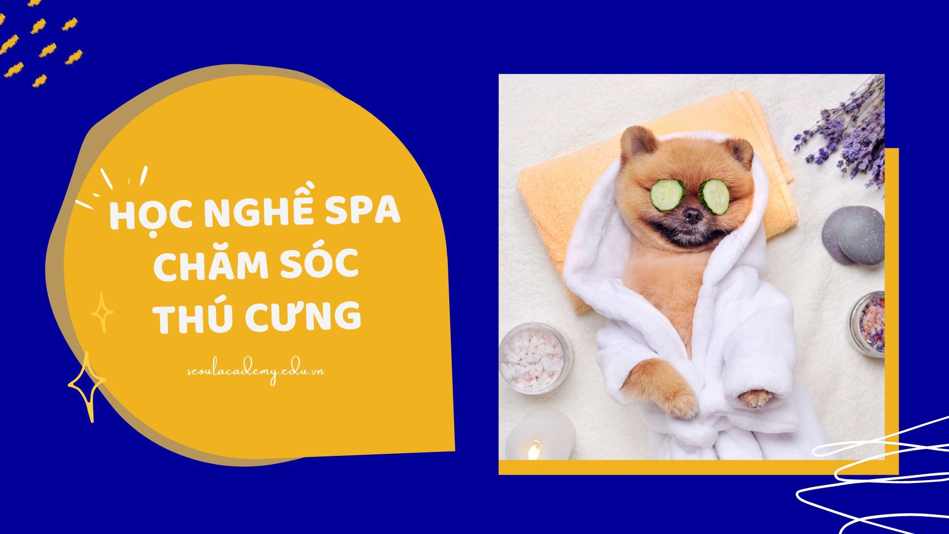 Tìm hiểu ngành học nào để trở thành chuyên gia chăm sóc thú cưng