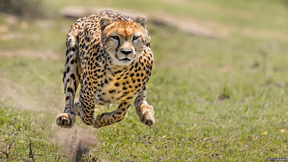 Cheetah là con gì? Tìm hiểu về động vật săn mồi nhanh nhất thế giới