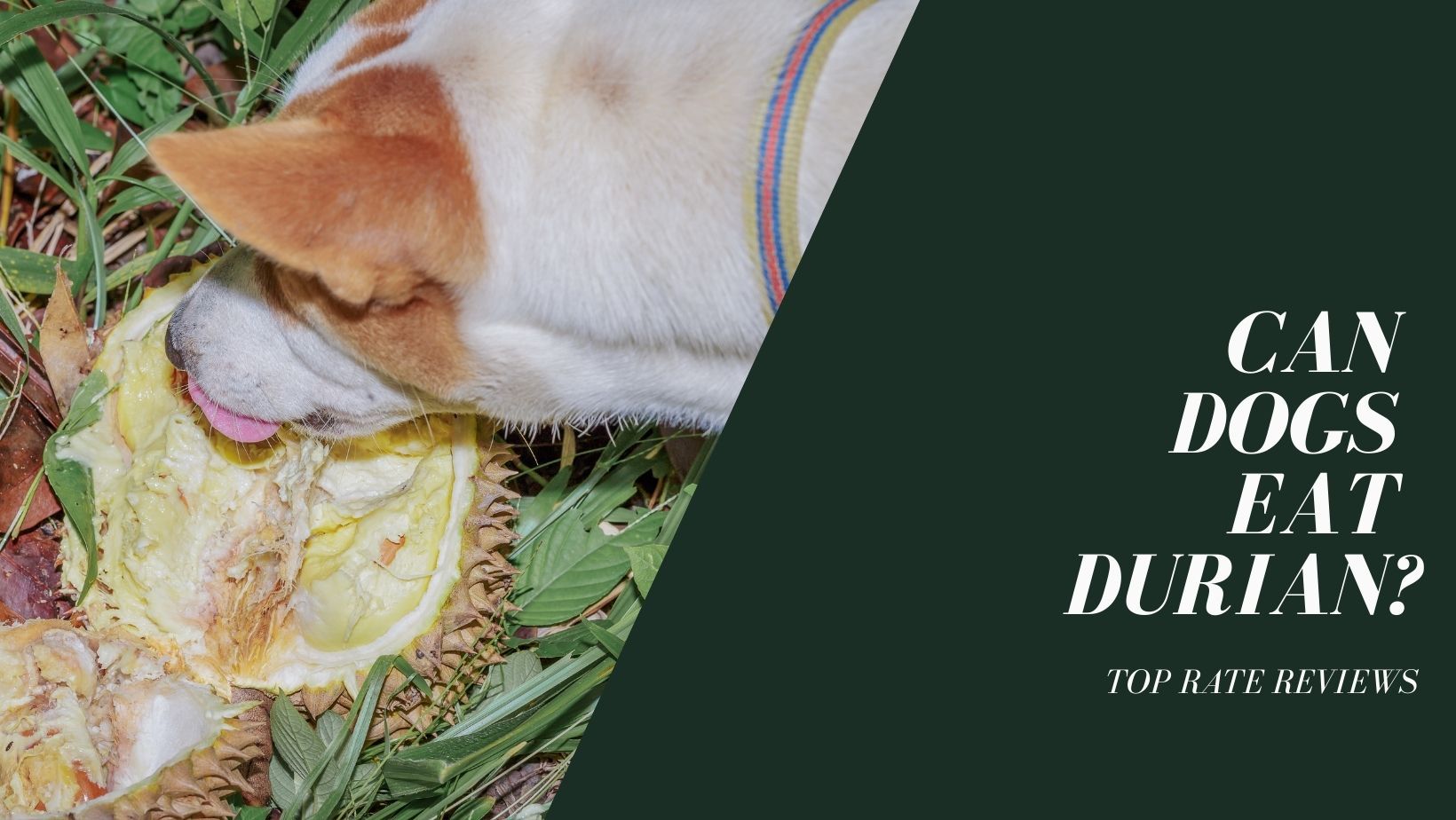 Chó có thể ăn sầu riêng được không? Tìm hiểu sự thật về chó ăn loại trái cây này