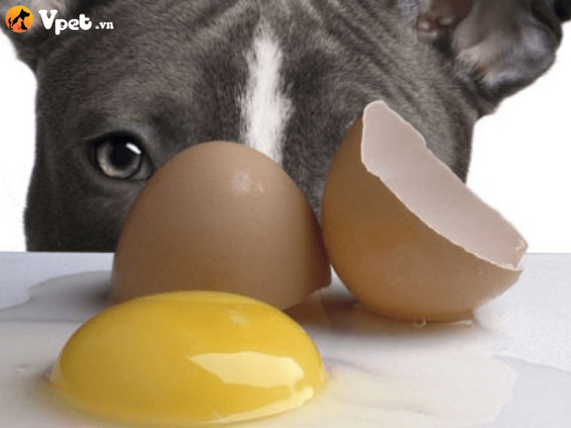Chó ăn trứng gà sống có ảnh hưởng gì hay không?