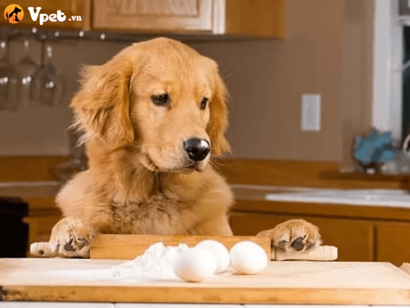 Những ảnh hưởng khi chó ăn trứng sống