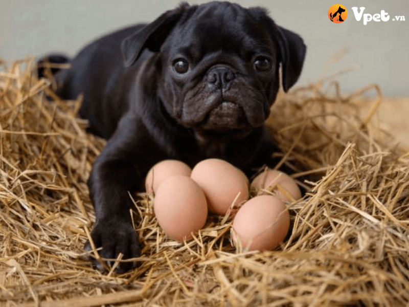 Cho chó ăn trứng sống đúng cách