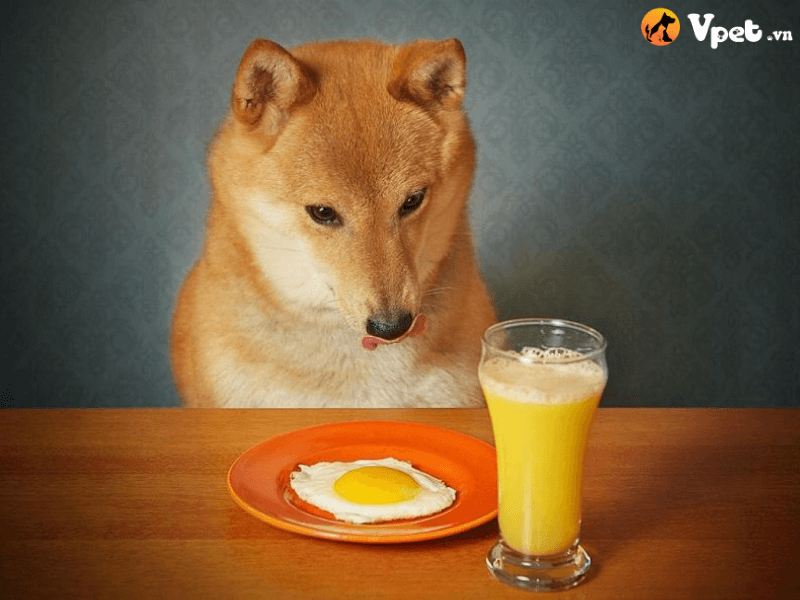 Những điểm chú ý khi cho chó ăn trứng sống