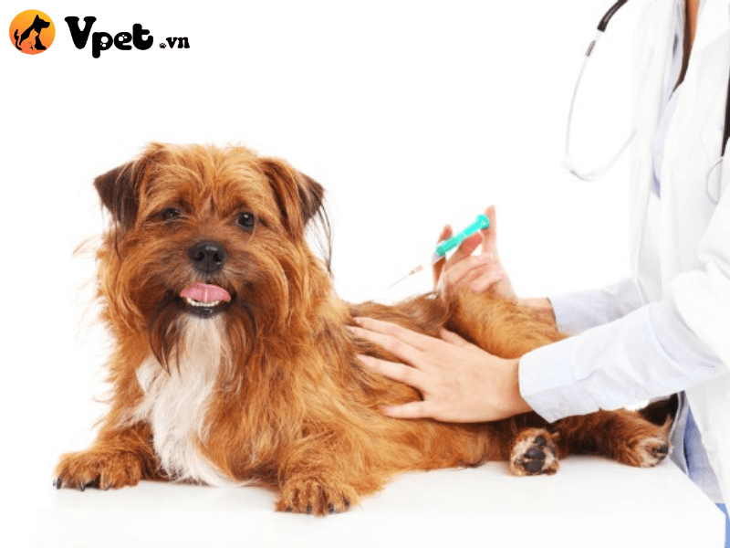 Bệnh giun móc ở chó là gì?