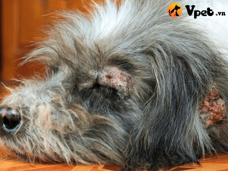 Bệnh loét da ở chó là gì?