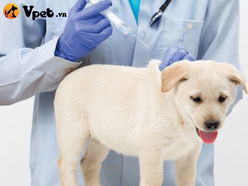 Điều trị bệnh loét da ở chó