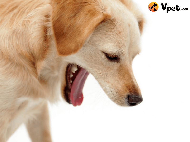 Dấu hiệu triệu chứng ngộ độc ở chó