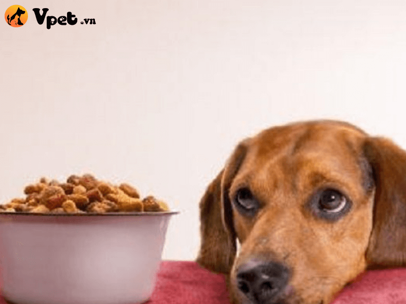 Những loại thức ăn giúp chó không bị táo bón