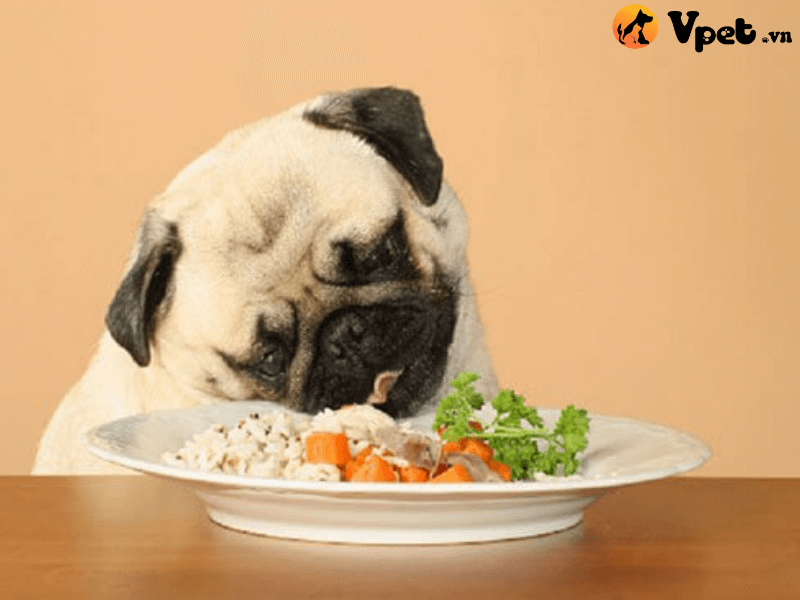 Thức ăn cho chó bị ốm