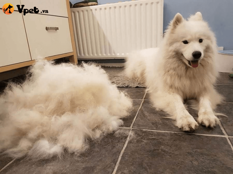 Chó bị nấm có mọc lại lông không?