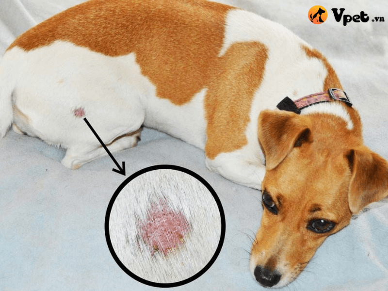 Bệnh nấm da ở chó