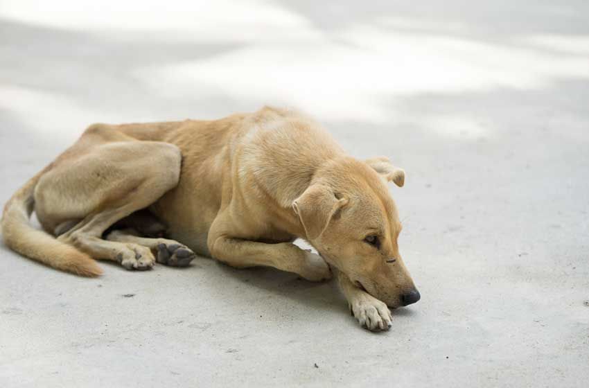 Chó bị suy gan – Nguyên nhân, triệu chứng và cách chăm sóc