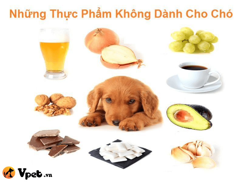 Những loại thức ăn cần tránh khi chó bị viêm da