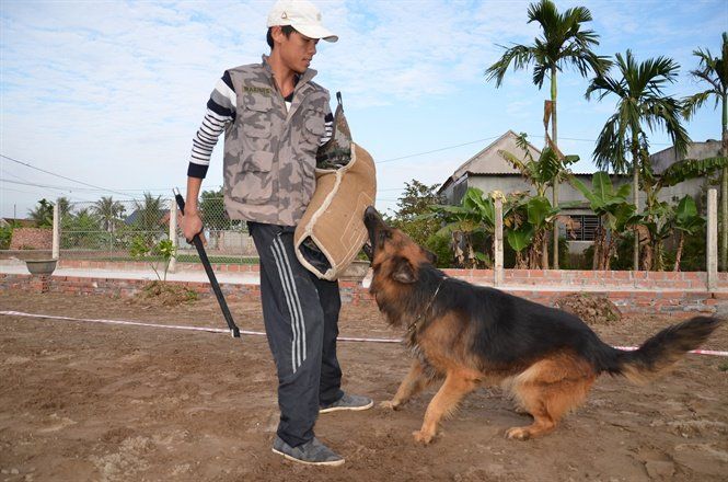 Chó cắn chủ ở Hà Nội: Nguyên nhân, cách phòng tránh và sự hỗ trợ từ chuyên gia