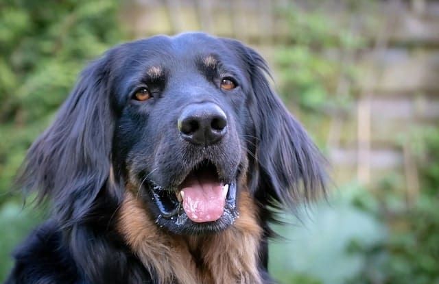 Tìm hiểu thông tin về chó cảnh đen - Những điều bạn nên biết