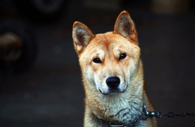 Tìm hiểu về Chó cảnh Hàn Quốc - Giống chó độc đáo và đầy thú vị