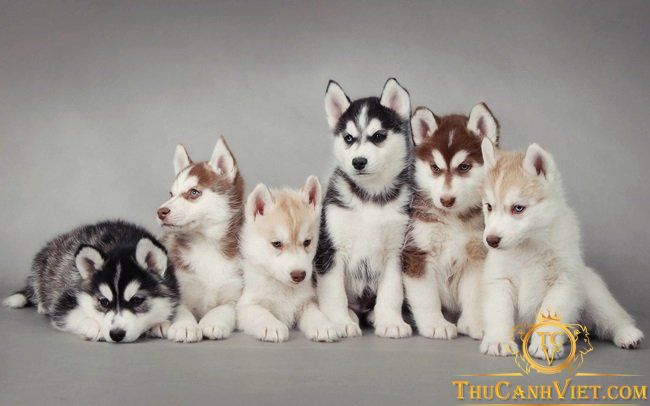 Tìm hiểu về chó cảnh Husky - Giống chó ưa chuộng cho gia đình Việt Nam