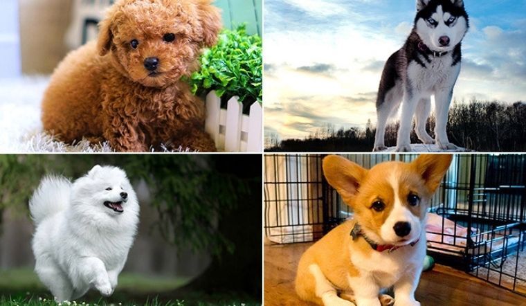 Tìm hiểu về Chó cảnh khôn - Thông tin cần biết cho chủ nhân chó yêu