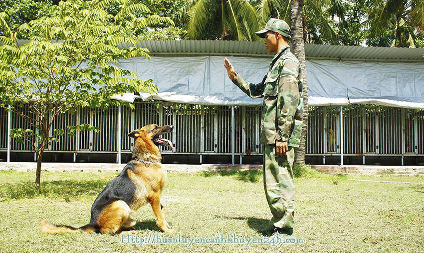 Tất tần tật thông tin về chó cảnh khuyển - Blog Chó Cảnh