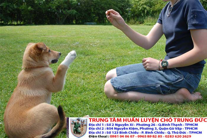 Tìm hiểu về chó cảnh Quảng Ninh - Top 5 giống chó hot nhất tại địa phương
