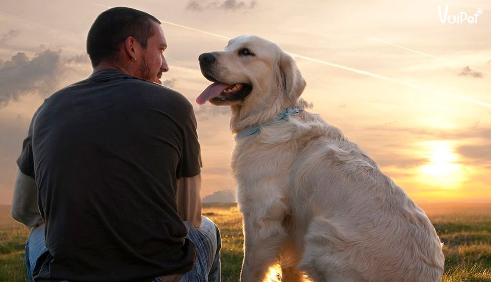 Bao lâu thì chó cảnh sống được? Thông tin và mẹo chăm sóc chó cảnh cho người mới nuôi