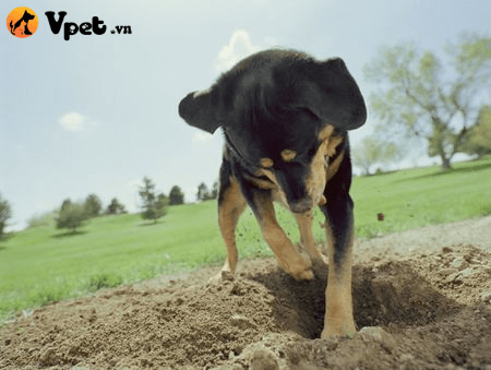 Giải đáp tò mò chó hay cào nền nhà, bới đất