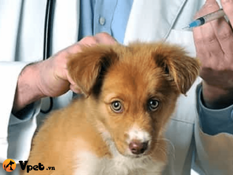 Cách phòng tránh việc chó hình thành khối u