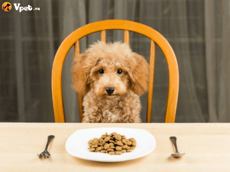 Nguyên nhân khiến chó con ăn không tiêu
