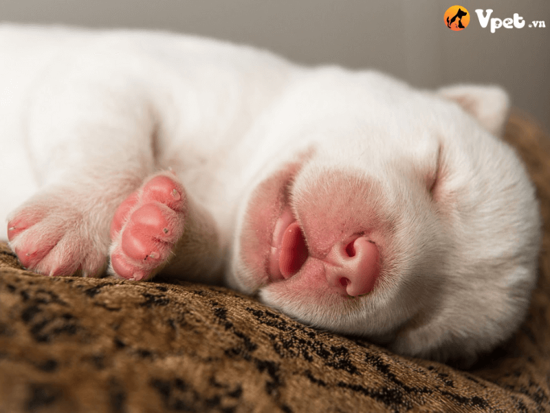 Trung bình một con chó con ngủ bao lâu trong một ngày?