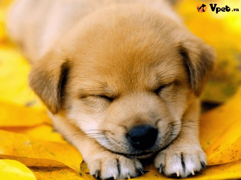  Chó con ngủ nhiều có nguy hiểm không?
