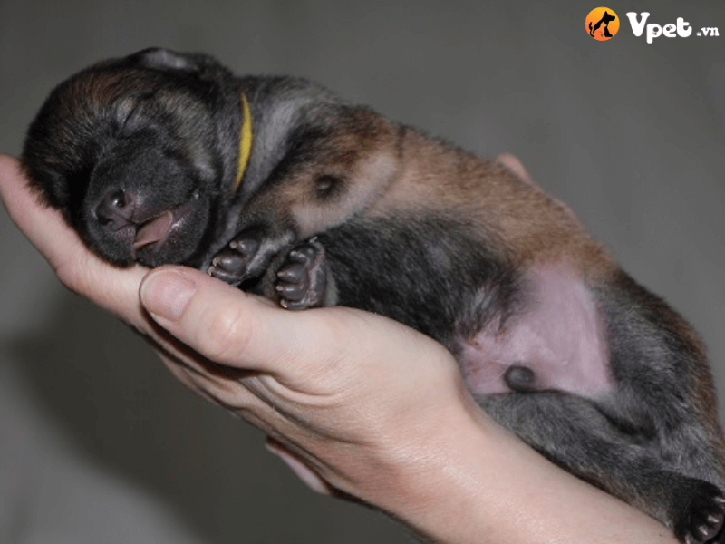 Chó con sinh bao lâu thì mở mắt
