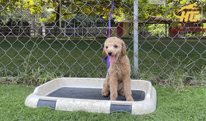 Chó đi vệ sinh trong chuồng: Thông tin cần biết cho chủ nuôi