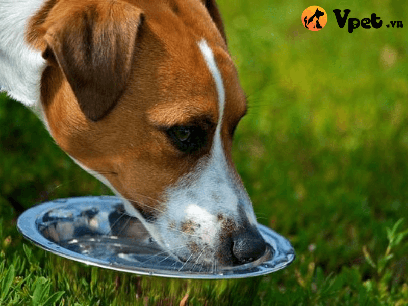 Chó bỏ ăn chỉ uống nước