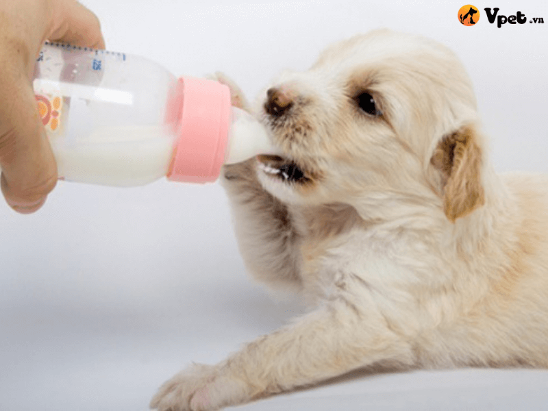  Có nên chó chó mới sinh uống sữa đặc không?