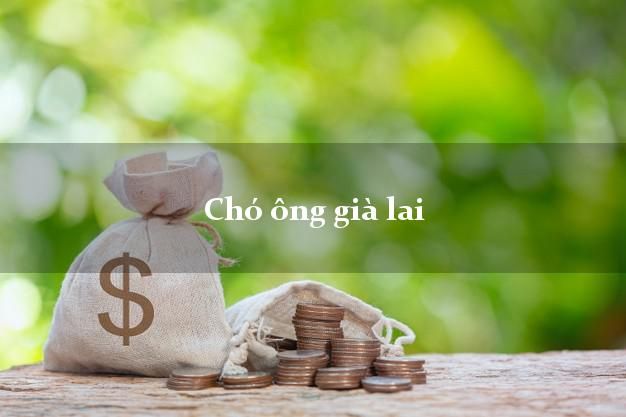 Tổng quan về chó ông già lai và những điều cần biết