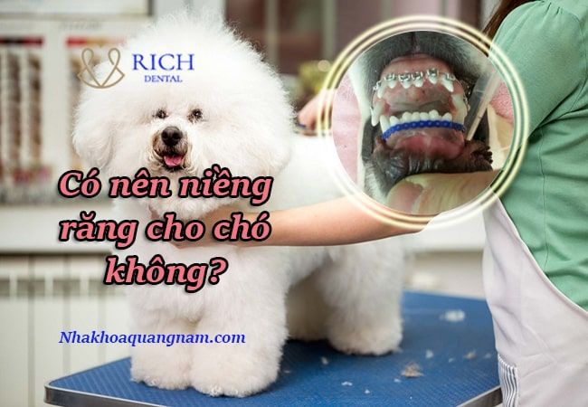 Tất tần tật thông tin về chó răng hô - Bảo vệ sức khỏe và an toàn cho người dùng