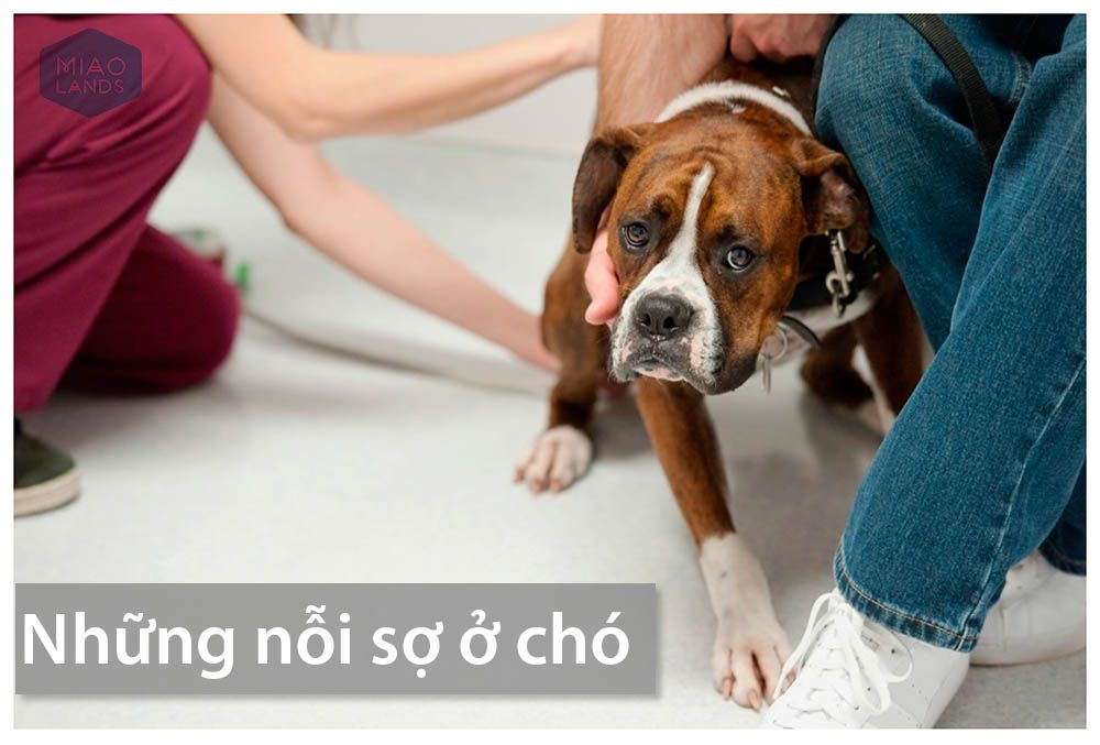 Tìm hiểu những thông tin cơ bản về chó sợ sấm