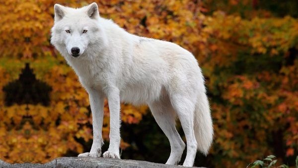 Chó sói đọc tiếng Anh là gì? Tất tần tật thông tin về loài chó nổi tiếng!