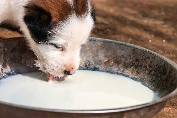 Chó uống sữa đậu nành được không? Tìm hiểu sự thật về loại thức uống này cho thú cưng của bạn