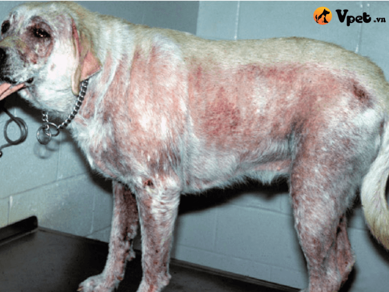 Dấu hiệu của bệnh viêm da ở chó 