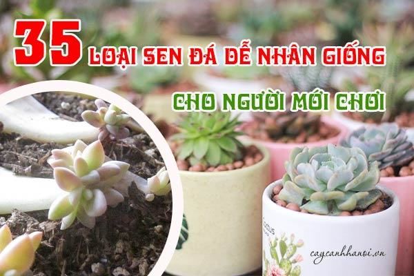 Tất tần tật thông tin về chơi sen đá - Cách chơi, quy định, lợi ích và kinh nghiệm